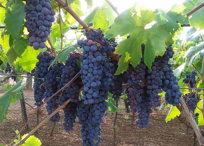 Antico Casale Il Sambuco 4*