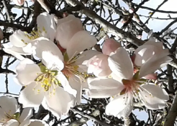 Antico Casale Il Sambuco Bed & Breakfast