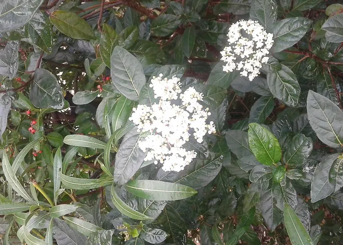 Bed & Breakfast Antico Casale Il Sambuco Manduria