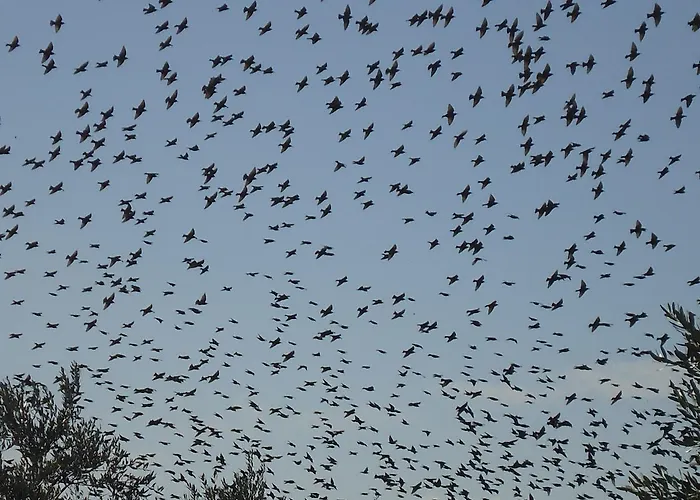 Antico Casale Il Sambuco Bed & Breakfast 4*