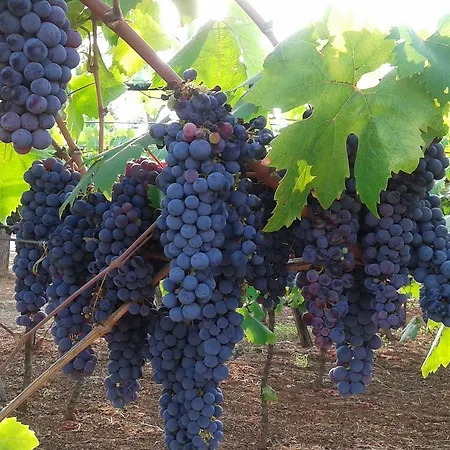 Antico Casale Il Sambuco 4*