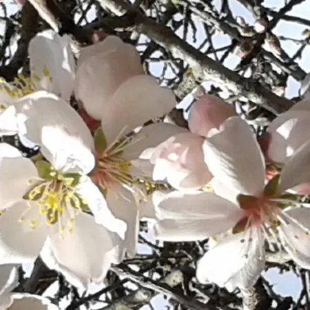 Antico Casale Il Sambuco Bed and breakfast