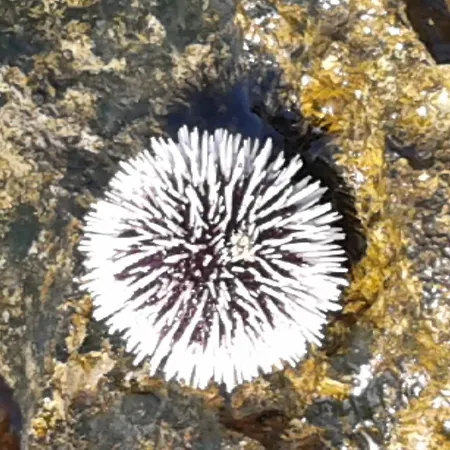 Bed and breakfast Antico Casale Il Sambuco