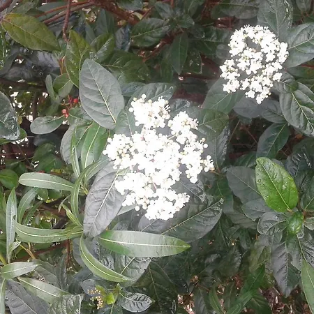 Bed & Breakfast Antico Casale Il Sambuco Manduria